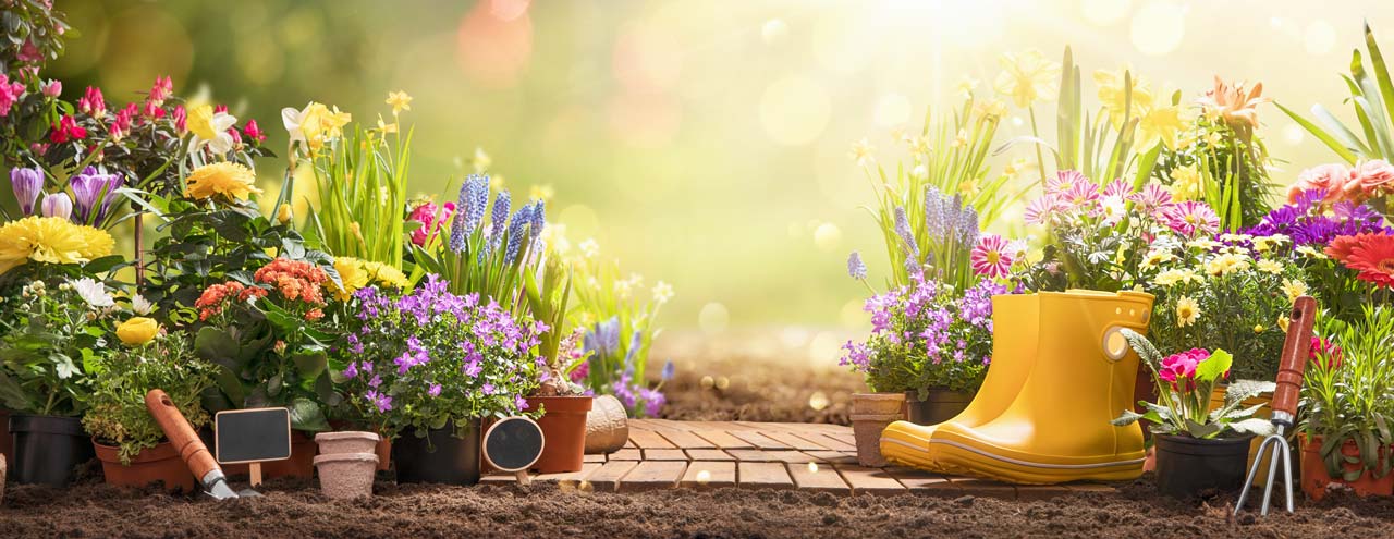 Flowers and tools in a garden